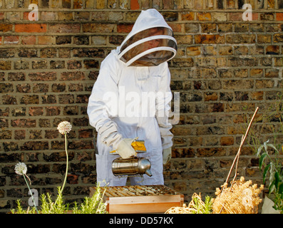 Elena Polisano garde une ruche d'abeilles sur le toit de la pub trois cerfs dans Lambeth à Londres Banque D'Images