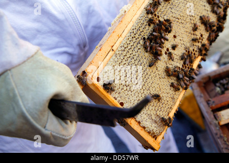 Elena Polisano garde une ruche d'abeilles sur le toit de la pub trois cerfs dans Lambeth à Londres Banque D'Images