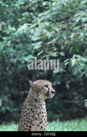 La prise d'un guépard sauvage en captivité Banque D'Images