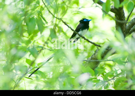 Paradise Flycatcher noir sur un arbre Banque D'Images