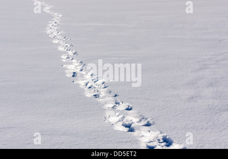 Les traces de pas dans la neige profonde sur Sunny Day Banque D'Images