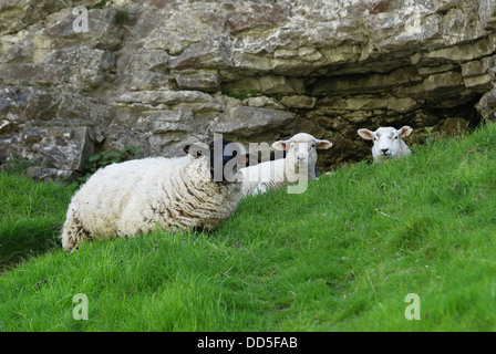 3 moutons à l'abri du soleil chaud par un rocher dans Cave dale Derbyshire England uk Banque D'Images