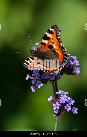 Les petites écailles de papillon sur la verveine bonariensis Banque D'Images