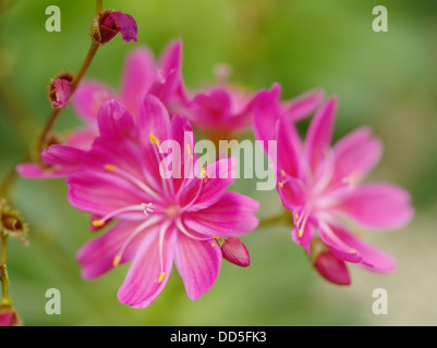 Lewisia cotyledon Banque D'Images