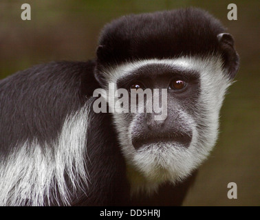 Singe Colobus polykomos polykomos () Banque D'Images