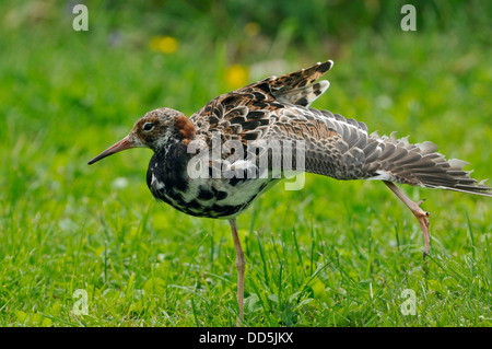 - Ruff Philomachus pugnax mâle en mue, s'étendant de l'aile Banque D'Images