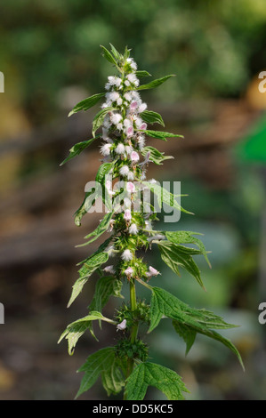 - Agripaume Leonurus cardiaca remède à base de plante provenant d'Asie Banque D'Images