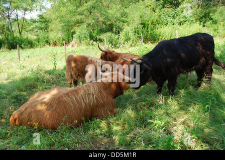 Écossais brun vaches dans un champ d'herbe verte en été Banque D'Images