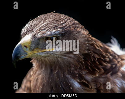 Aigle ravisseur Portrait sur un fond noir Banque D'Images