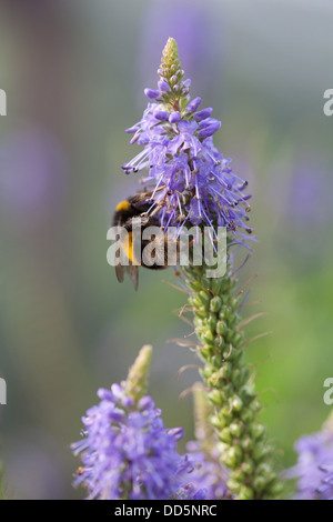Abeille sur Agastache Blue Fortune Banque D'Images