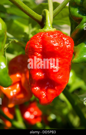 Naga espagnol extrêmement chaud (piments Capsicum chinense) de la maturation au soleil. Également connu sous le nom de Gibraltar Nagas. UK, 2013. Banque D'Images