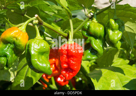 Naga espagnol extrêmement chaud (piments Capsicum chinense) de la maturation au soleil. Également connu sous le nom de Gibraltar Nagas. UK, 2013. Banque D'Images