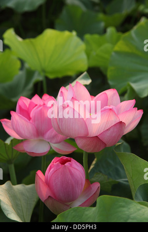 Fleurs de Lotus Banque D'Images