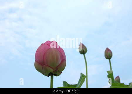 Fleurs de Lotus Banque D'Images