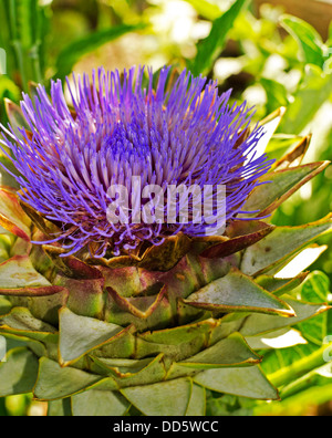 Belle grande fleur pourpre de l'artichaut plante. Gros plan des fleurs sur la plante n le jardin en Colombie-Britannique au Canada. Banque D'Images
