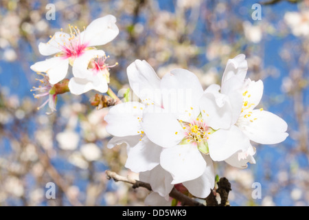 Libre de bouquet de fleurs au printemps blanc d'abricotier Banque D'Images