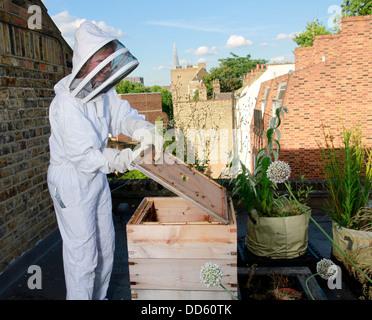 Elena Polisano garde une ruche d'abeilles sur le toit de la pub trois cerfs dans Lambeth à Londres Banque D'Images