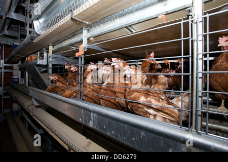 La ferme de la batterie de poules, Royaume-Uni. Banque D'Images