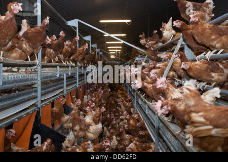 Élevage de poules de batterie. L'Angleterre. Banque D'Images