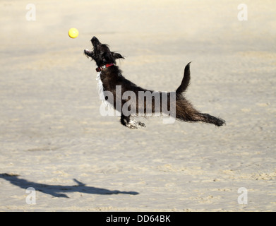 Jackapoodle sautant pour attraper une balle sur une plage Banque D'Images