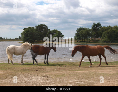 Poneys autour de Hatchet étang, New Forest, Hampshire, UK 2013 Banque D'Images