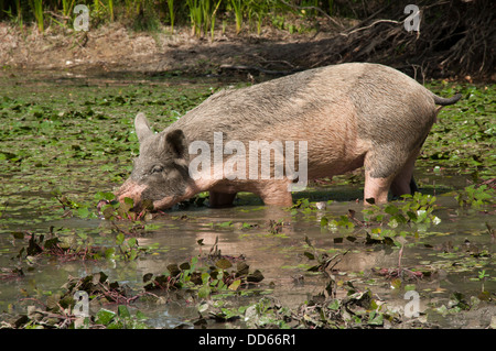 L'alimentation des cochons Turopolje sur le presque partout en Europe de l'eau en voie de disparition en Caltrop Parc Naturel de Lonjsko Polje, en Croatie. Banque D'Images