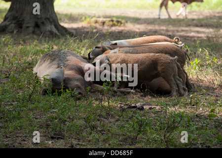 Turopolje cochons errent toujours gratuitement dans les plaines du parc Naturel de Lonjsko Polje en Croatie et leurs jeunes. Banque D'Images