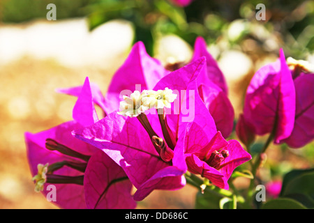 Fleurs de bougainvilliers en direction d'un jardin tropical. Banque D'Images