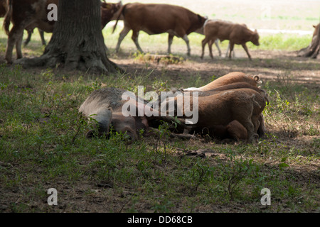 Turopolje cochons errent toujours gratuitement dans les plaines du parc Naturel de Lonjsko Polje en Croatie et leurs jeunes. Banque D'Images