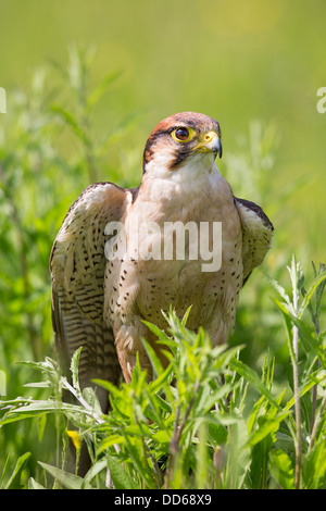 Close-up d'un adulte Faucon Lanier (Falco biarmicus) dans un pré Banque D'Images