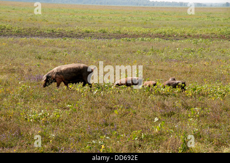 Turopolje cochons errent toujours gratuitement dans les plaines du parc Naturel de Lonjsko Polje en Croatie et leurs jeunes. Banque D'Images