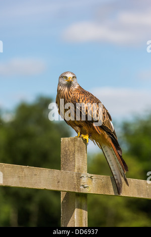 Red Kite adultes (Milvus milvus) sur un piquet, arbres et fond de ciel bleu Banque D'Images