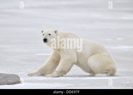 L'ours polaire (Ursus maritimus) qui augmente sur la glace, Churchill, Manitoba, Canada. Banque D'Images