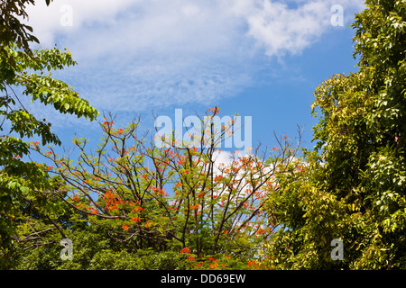 Fleurs de paon avec ciel bleu Banque D'Images