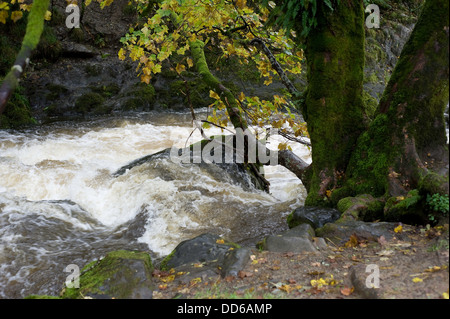 L'eau qui coule le long d'un flux vers une chute d'eau dans le Lake District. Banque D'Images