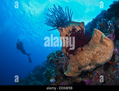 Fermer-focus vue grand angle sur la mousse de crinoïdes avec scuba diver silhouette dans l'eau bleue. Banque D'Images