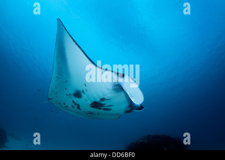 Manta Ray fermer-focus image grand-angle avec fond de l'eau bleu. Banque D'Images