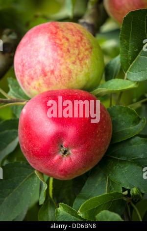 Pommes rouges frais Anglais Banque D'Images