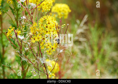 Abeille, Apis mellifera, la collecte du pollen de séneçon jacobée sur la conservation mis-a-Side de terres agricoles. Angleterre, RU, 2013 Banque D'Images