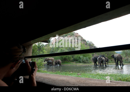 L'éléphant africain (Loxodonta africana africana) vue d'un hide, Pilanesberg, Afrique du Sud Banque D'Images