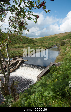 Weir et col du poisson sur la rivière de erme à Dartmoor vue par les succursales de Mountain Ash Banque D'Images