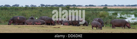 Grand troupeau de l'Hippopotame (Hippopotamus amphibius kiboko) hors de l'eau, le Parc national Amboseli, Kenya Banque D'Images