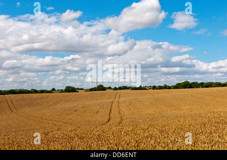 Un champ de céréales dans l'agriculture de plus en plus typique à l'extérieur pays Braintreee d'Essex. Banque D'Images