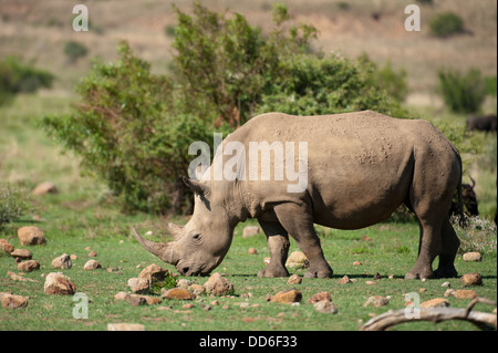 Le rhinocéros blanc (Ceratotherium simum), Réserve de Chasse Pilanesberg, Afrique du Sud Banque D'Images