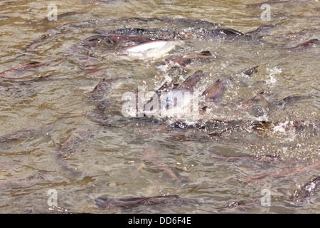 pêcher dans la rivière Banque D'Images