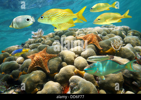 Les étoiles de mer et poissons tropicaux colorés dans un récif de corail, mer des Caraïbes Banque D'Images