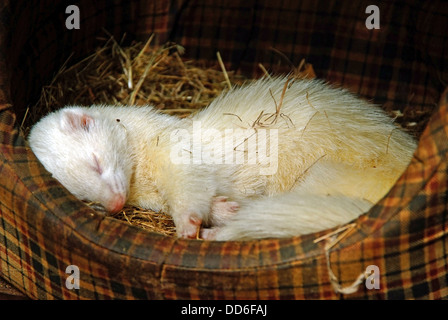 Furet animal endormi dans le lit Banque D'Images