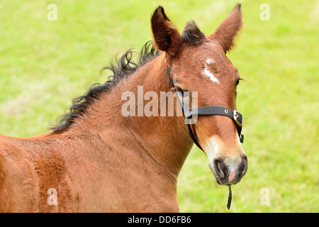 Poulain brun jeune cheval dans un champ England Uk 13 semaines Banque D'Images