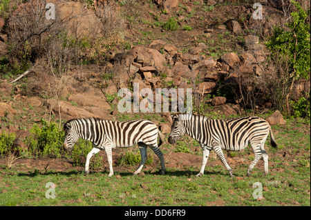 Le zèbre de Burchell (Equus burchellii), Réserve de Chasse Pilanesberg, Afrique du Sud Banque D'Images