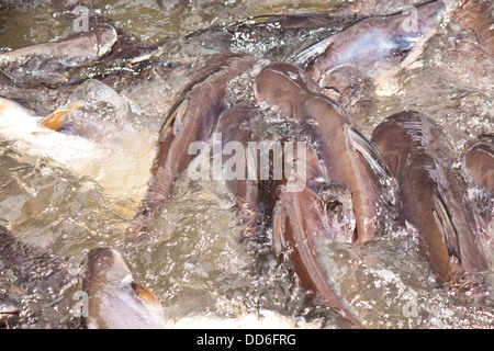 pêcher dans l’eau Banque D'Images